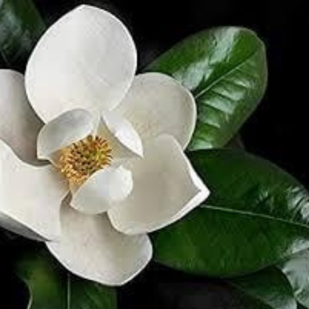 Southern Magnolia Candle